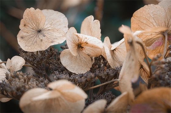 与君带桃花有关的网名