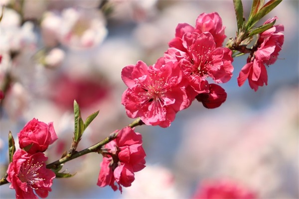 值此新春佳节来临之际祝福语(精选76句)