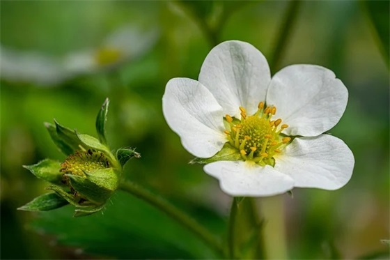 蓬莱仙境文案