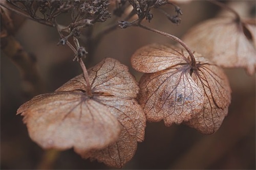 经典三八节祝福语