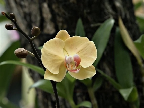 教师节家长祝福语